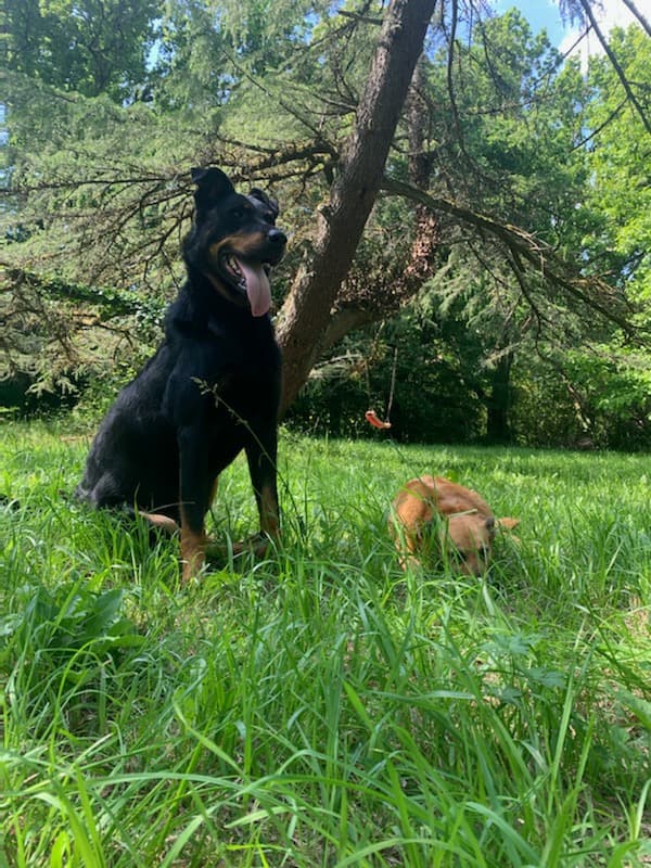 Accompagnement de Storm et Orion à Artigues-près-Bordeaux