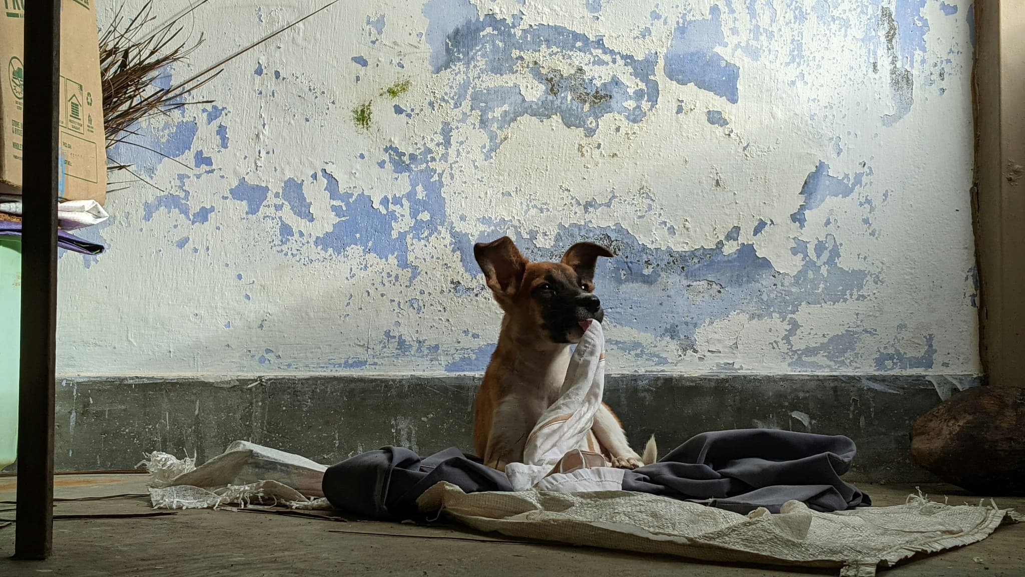 Mon chien est anxieux quand je pars : est-ce ma faute ?