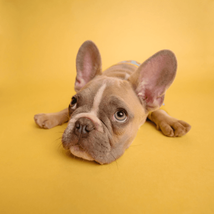 Anxiété de séparation chez le chien : définition, symptômes et solutions