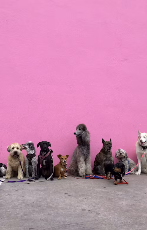 Bilan pré-adoption éducation canine